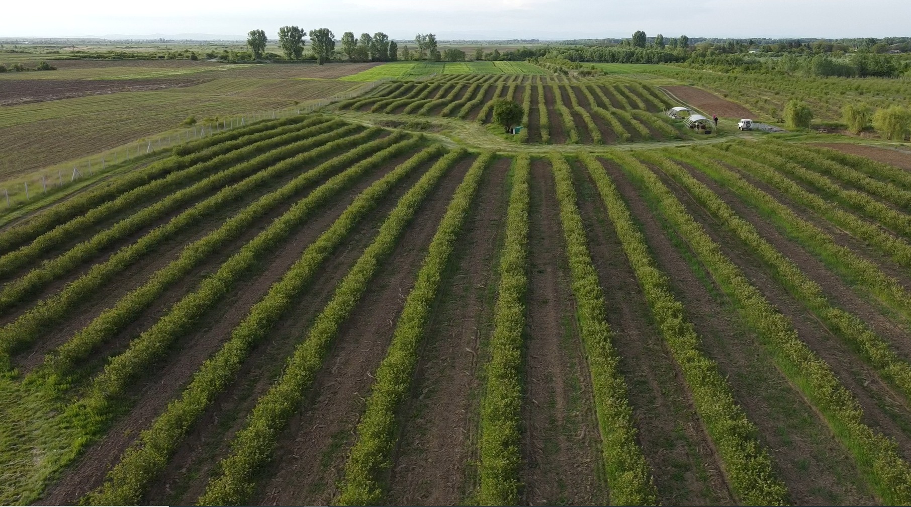 Granja orgánica de Rumania