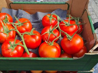 venderé un tomate