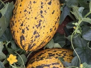 Dulce y jugoso melón recién cogido del campo. tonelaje