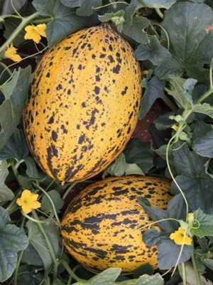 Dulce y jugoso melón recién cogido del campo