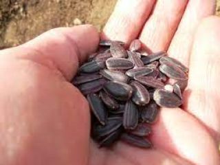 Buenas tardes, somos productores de trigo, girasol, maíz de