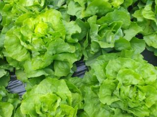 Venderé salate de mantequilla Bio sin pulverizar). Venta al