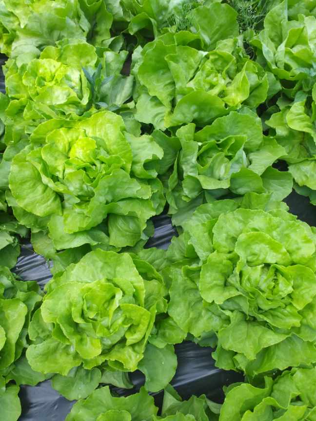 Venderé salate de mantequilla Bio sin pulverizar)