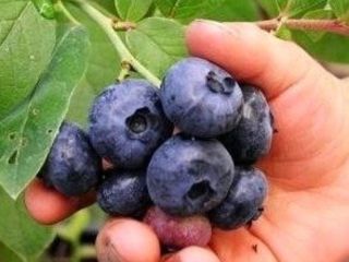 Buenos días . Colaborará con la recolección de arándanos