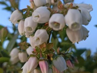 Hola busco comprador habitual de arándanos americanos 300 kg