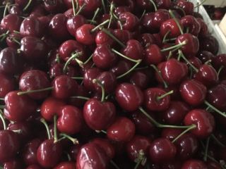 Estoy ofreciendo cerezas muy grandes y saludables, calibre 28+.