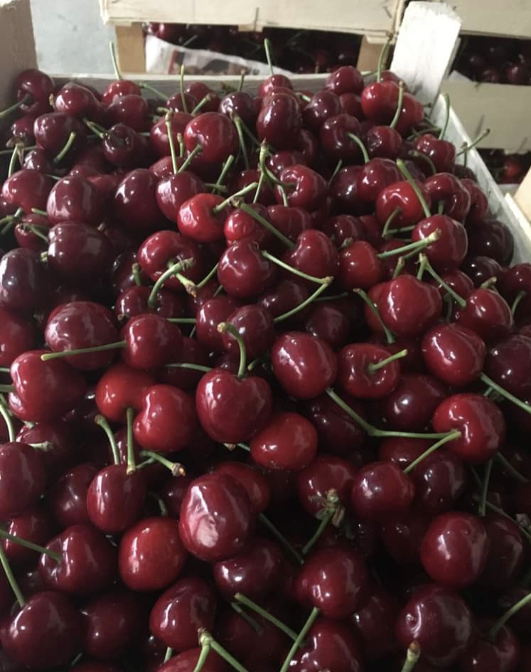Estoy ofreciendo cerezas muy grandes y saludables, calibre 28+