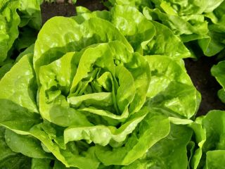 Venderé lechuga mantecosa.