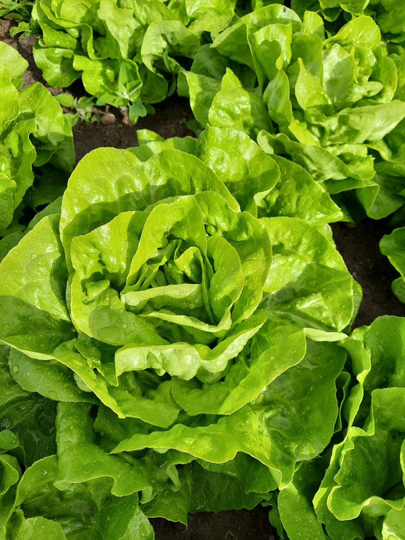 Venderé lechuga mantecosa