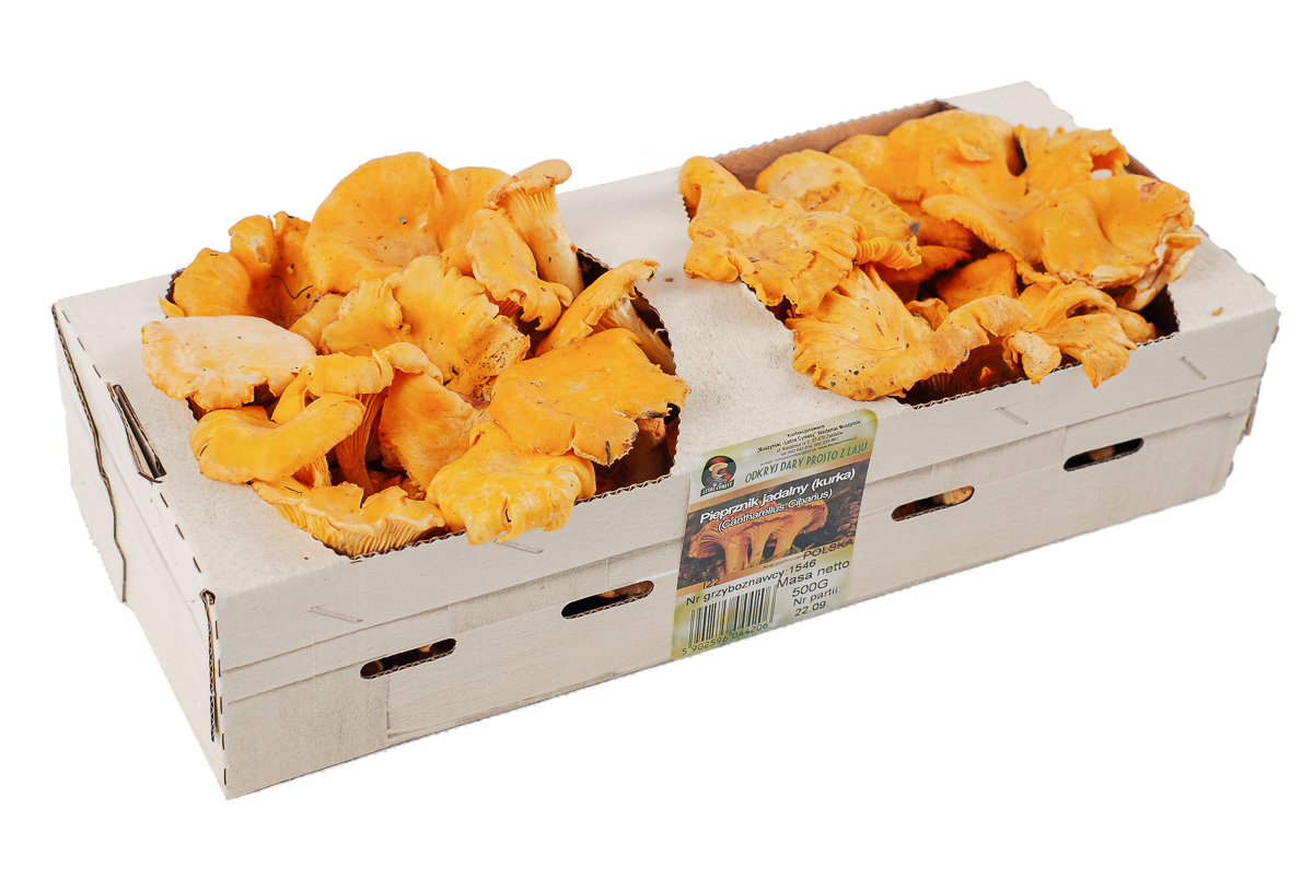 Venderé champiñones frescos - rebozuelos en la temporada de 2022 - Los invito