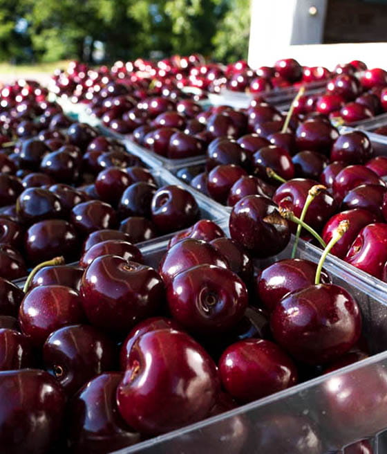 Buscamos asociarnos con empresas que ofrezcan servicios de deshuesado de cerezas y ciruelas, con la opción de congelar la fruta