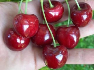 vende cerezas, escribe en Whatsapp o Viber