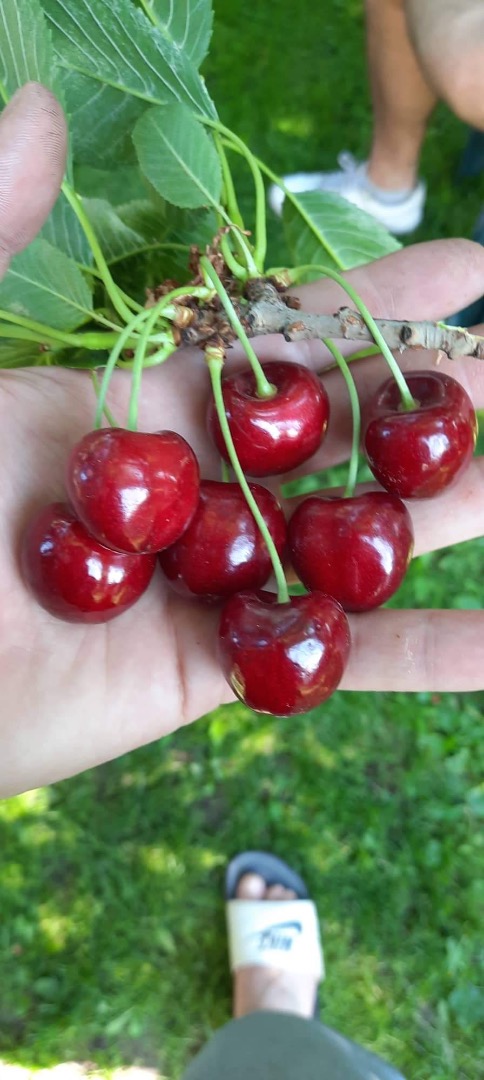 vende cerezas, escribe en Whatsapp o Viber