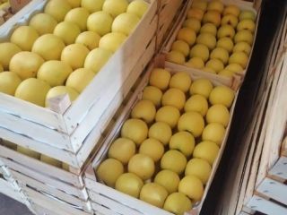 Vendo manzanas de todas las variedades. Listo a partir