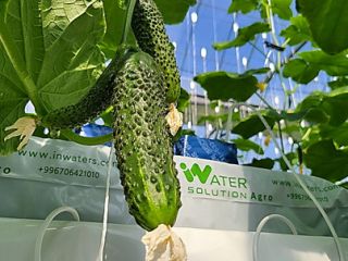 Vegetales limpios y seguros / Cultivados en nuestra granja