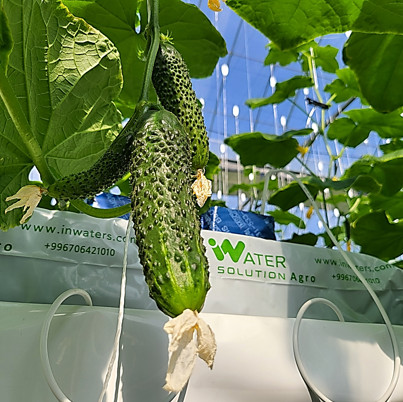 Vegetales limpios y seguros / Cultivados en nuestra granja de alta tecnología ① Línea de variedades Mini pepino ② Color Verde oscuro ③ Productor IWS Agro ④
