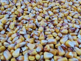 Vendo maíz pionner grain aquamax 2021 cantidad 50 toneladas