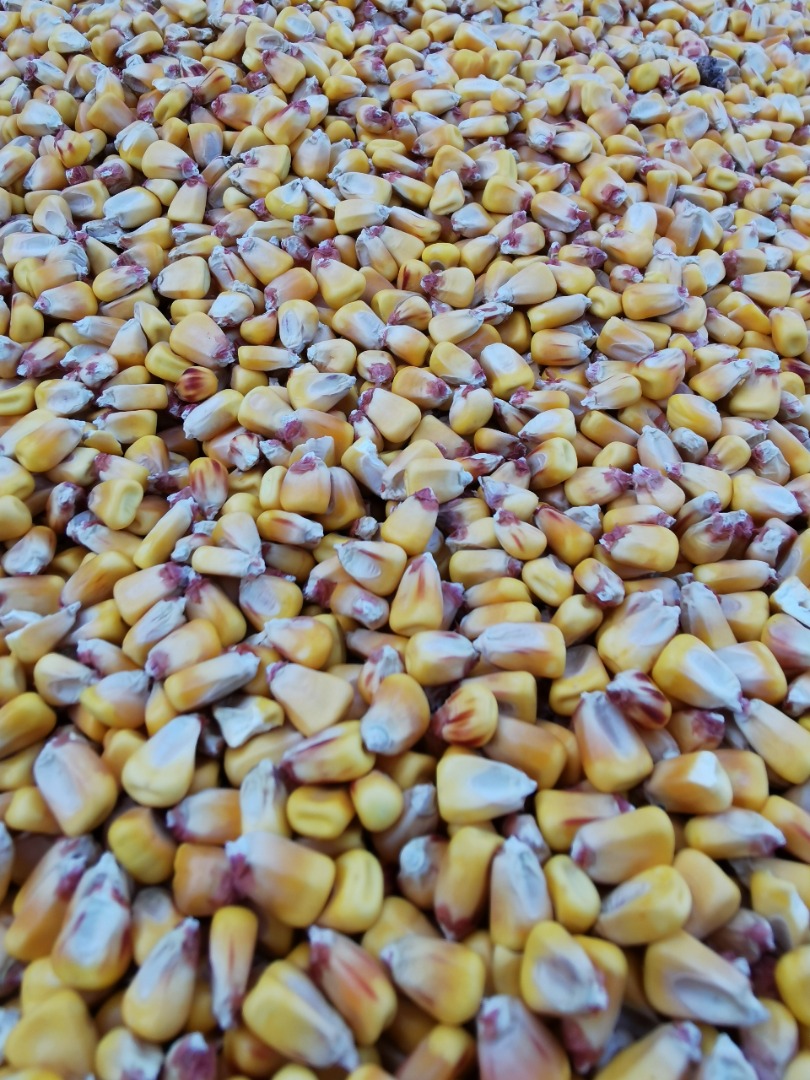 Vendo maíz pionner grain aquamax 2021 cantidad 50 toneladas conservado en muy buen estado precio por toda la cantidad
