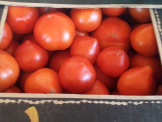 Tomates apostados y precos.
