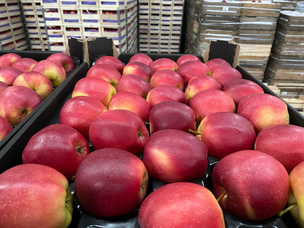 ¡Hola! Somos una empresa ubicada en Polonia que se especializa en la exportación e importación de verduras y frutas en toda Europa