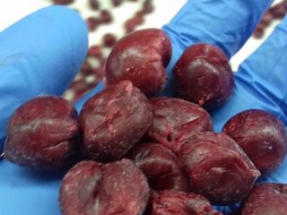 Cerezas ácidas bio y convencionales deshuesadas IQF. Deshuesadora de