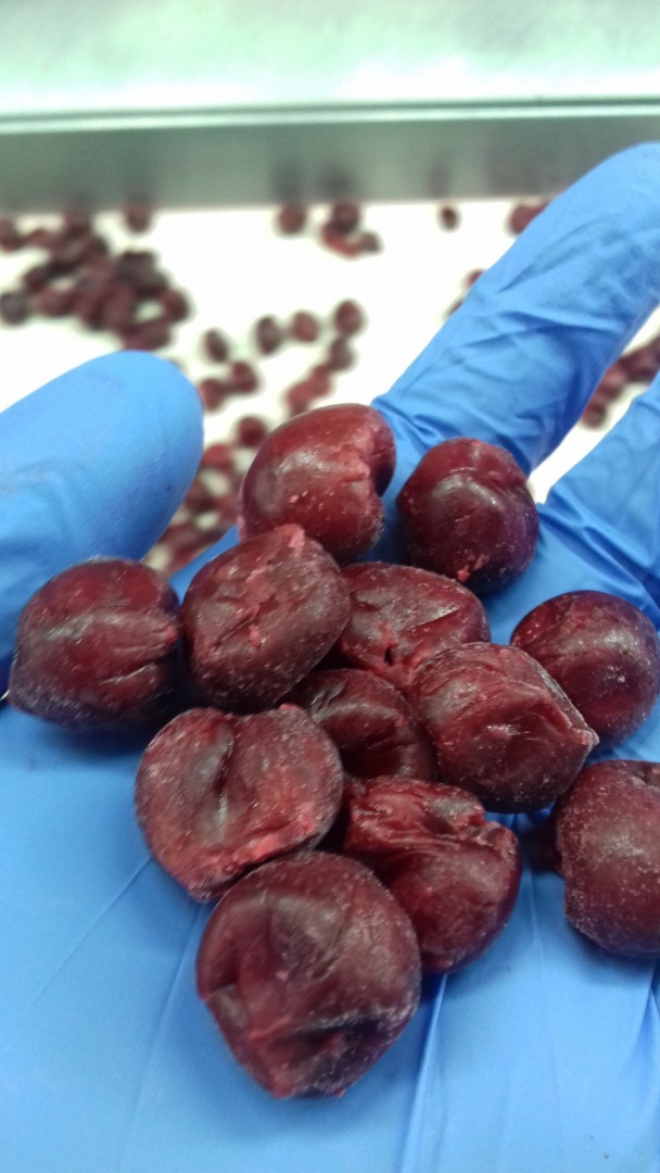 Cerezas ácidas bio y convencionales deshuesadas IQF