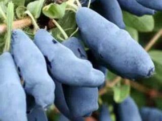 Venderé bayas de Kamchatka. Los frutos son ligeramente ácidos