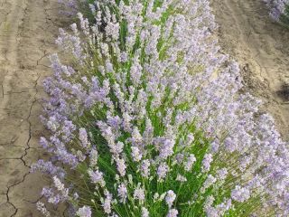 Hola Somos una granja de lavanda de propiedad familiar