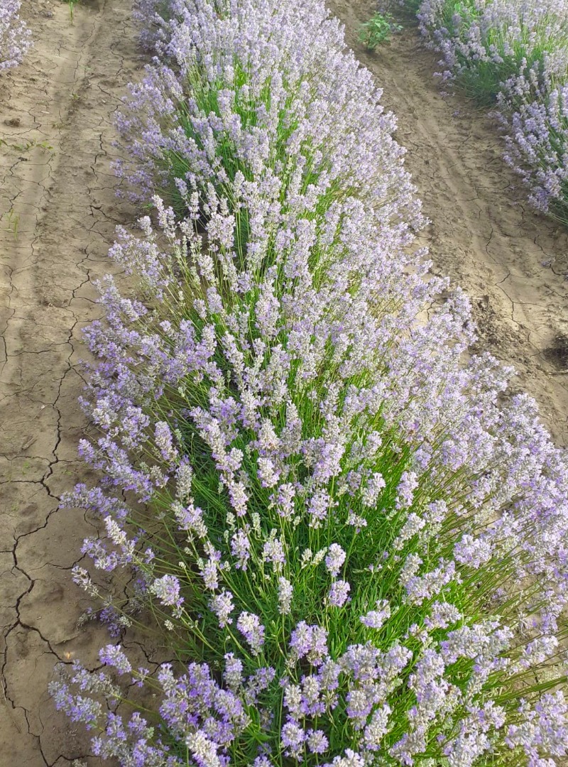 Hola Somos una granja de lavanda de propiedad familiar en Rumania y nos encantaría proporcionar aceite de lavanda de excelente calidad
