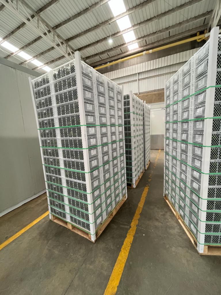 Nuestra empresa en Colombia, observamos cadena de frio desde la cosecha de la finca, sigue en la empacadora, puerto Cartagena, hasta almacen en Malaga