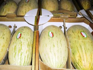 Queridos amigos, les ofrezco melón dulce de Uzbekistán a