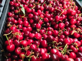 Venderé cerezas directamente de productores de Hungría.