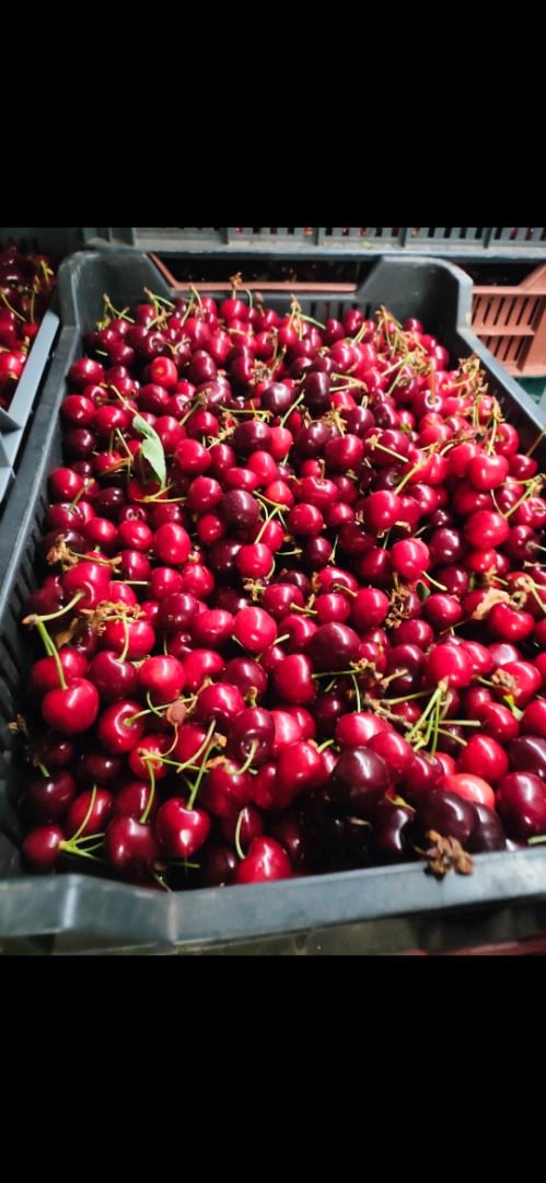Venderé cerezas directamente de productores de Hungría