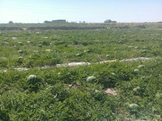jugosos melones de Uzbekistán