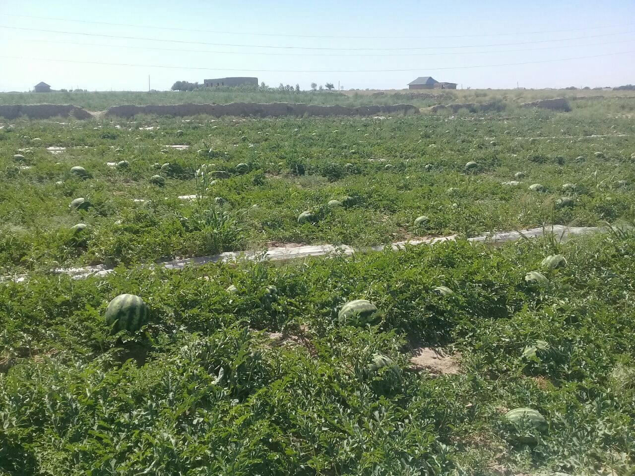 jugosos melones de Uzbekistán
