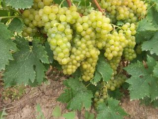 Hola, soy Manev de Macedonia. Mi padre venderá alrededor