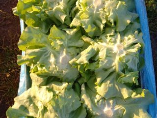 Vendo lechuga mantecosa grande, el precio depende de la