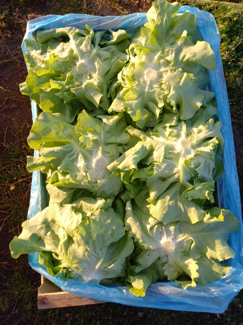 Vendo lechuga mantecosa grande, el precio depende de la cantidad empacada en 12 piezas, más información por teléfono