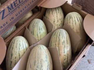 Los mejores melones de Uzbekistán, variedad TORPEDO. Ofrecemos otras