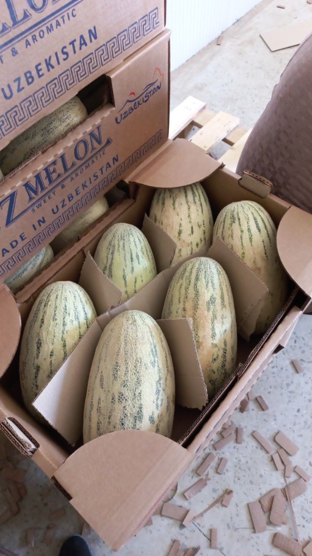 Los mejores melones de Uzbekistán, variedad TORPEDO