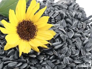 Venderé 5000 toneladas de girasol oleaginoso. Entrega en toda