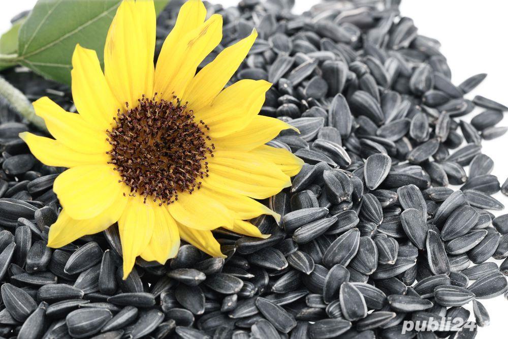 Venderé 5000 toneladas de girasol oleaginoso