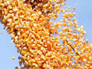 Maíz en grano (no GMO): precio FCA-Dorohusk (700 toneladas