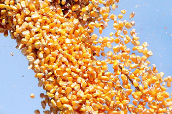 Maíz en grano (no GMO): precio FCA-Dorohusk (700 toneladas ** - ya despejado y certificado, llegó en vagones a Dorohusk) ** posibilidades totales de entrega