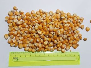 Vendo maíz, 25kg, BB o granel.