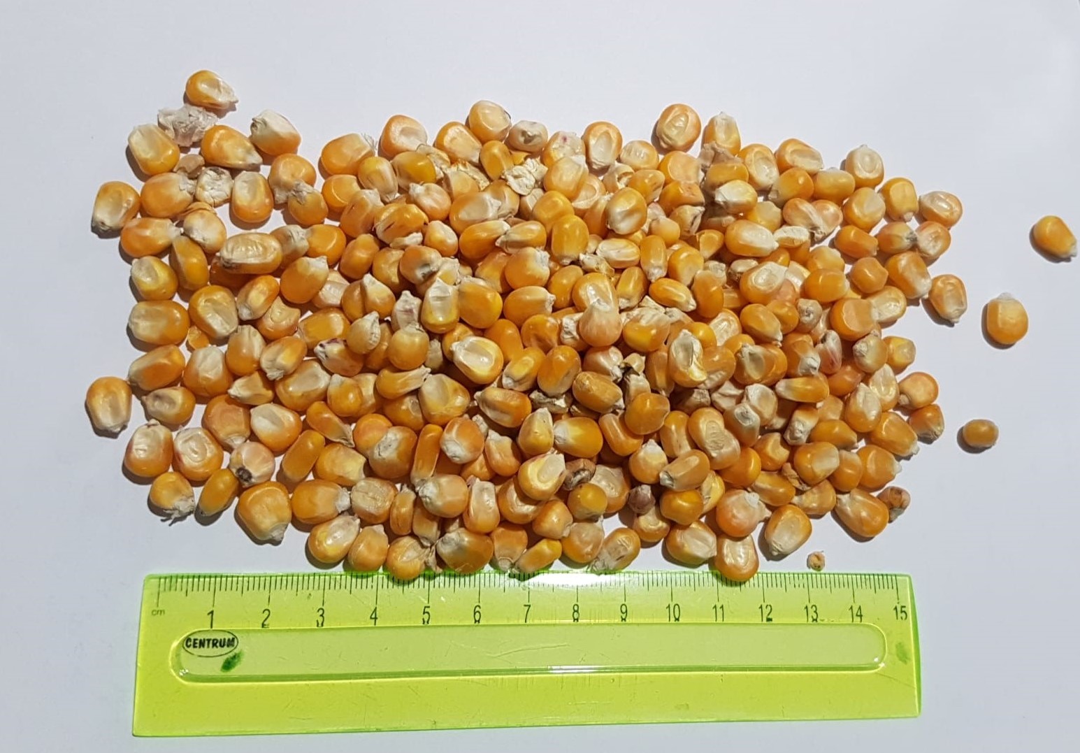 Vendo maíz, 25kg, BB o granel