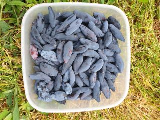 Venderé bayas de Kamchatka, precio por 1 kg =