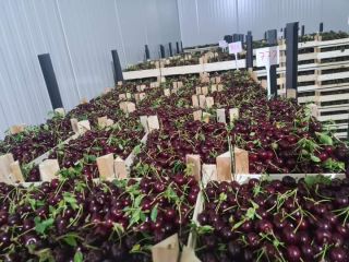 calidad premium --- EXPORTACIÓN Información en Viber, Whatsapp