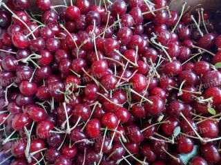 Venta de guindas frescas y sabrosas de nuestra propia