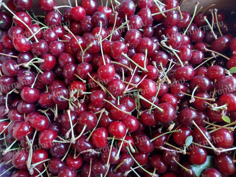 Venta de guindas frescas y sabrosas de nuestra propia finca
